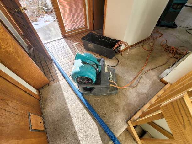 Best Mold removal after water damage  in Boonton, NJ